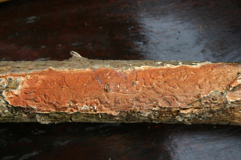 Gloeoporus taxicola? (Gloeoporus taxicola)